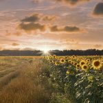 Fotografie Záhoria – Pri Sekulách Autor: Marek Včelka